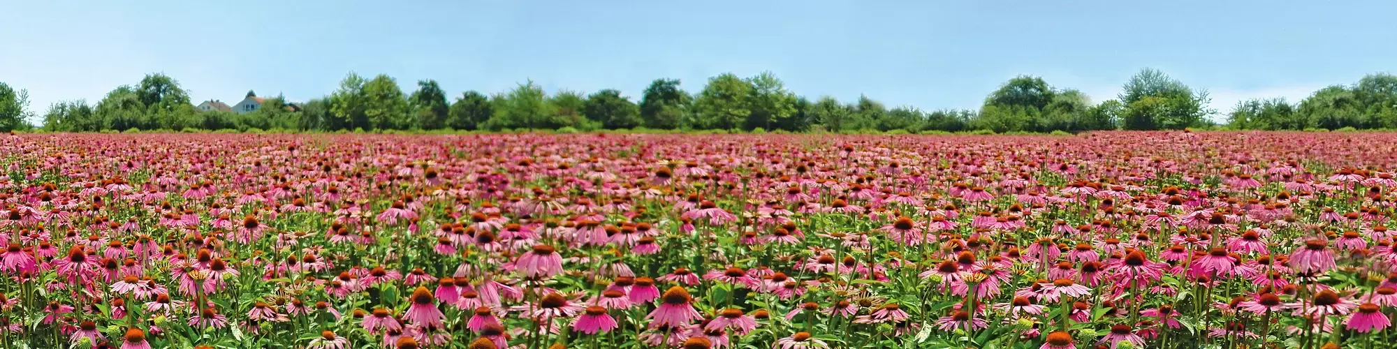 header-echinaceafeld-datenschutzhinweis-170120.original